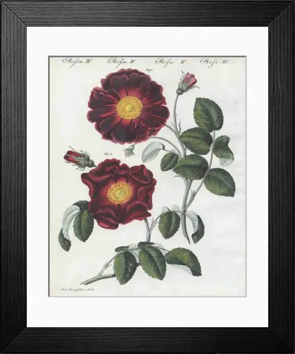 Framed Print : Purple or violacea rose, Rosa holoserica purpurea Framed Print : Purple or violacea rose, Rosa holoserica purpurea