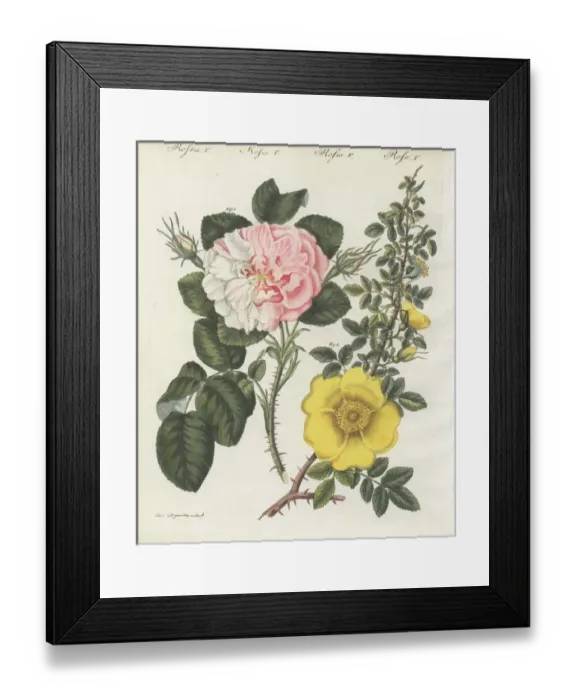 Framed Print : Damask rose and single yellow rose Framed Print : Damask rose and single yellow rose