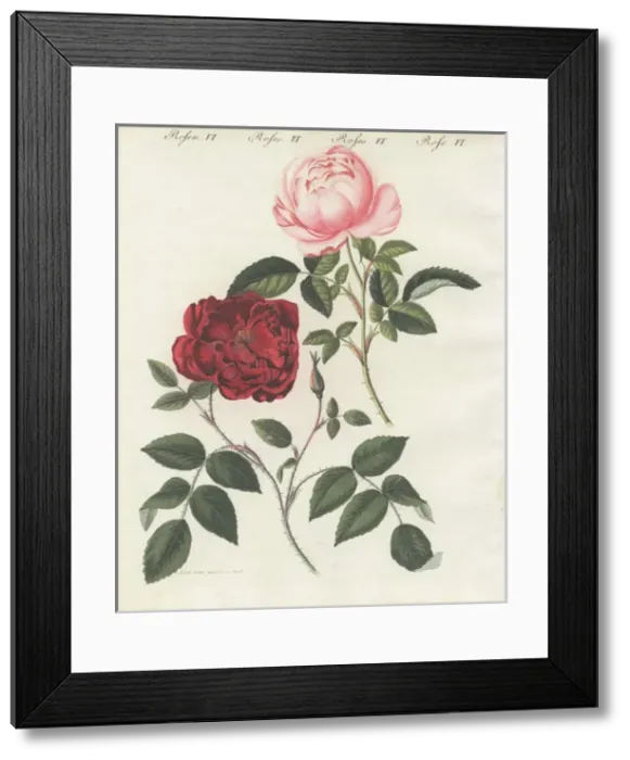 Framed Print : Pink and crimson everblooming roses, Rosa semperflorens Framed Print : Pink and crimson everblooming roses, Rosa semperflorens