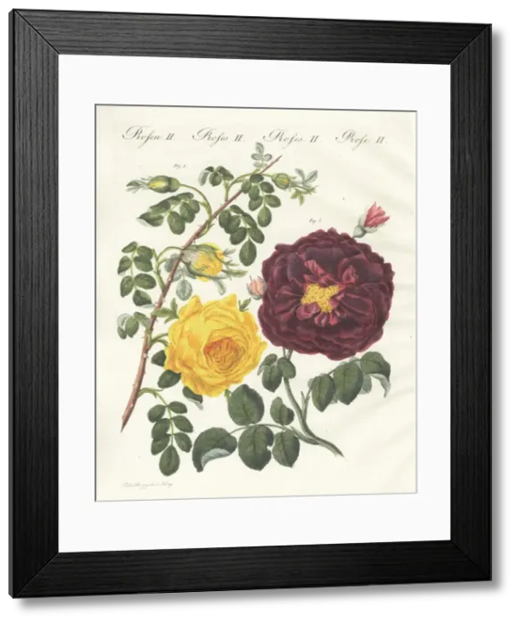 Framed Print : Yellow centifolia rose and purple rose Framed Print : Yellow centifolia rose and purple rose