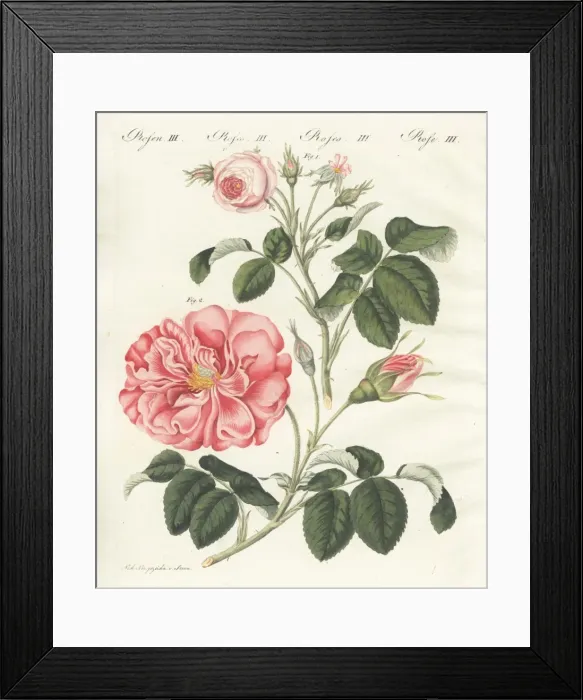Framed Print : Small pink centifolia rose and Frankfort rose Framed Print : Small pink centifolia rose and Frankfort rose