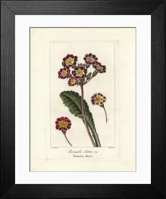Framed Print : Oxlip, Primula elatior Framed Print : Oxlip, Primula elatior