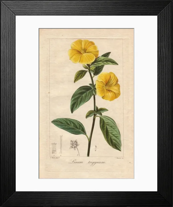 Framed Print : French or yellow flax, Linum trigynum Framed Print : French or yellow flax, Linum trigynum