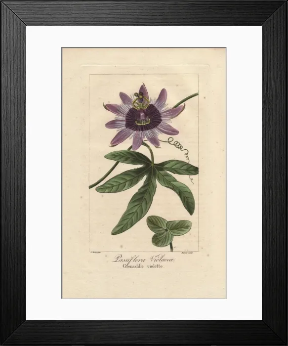 Framed Print : Perfume passionflower, Passiflora violacea Framed Print : Perfume passionflower, Passiflora violacea