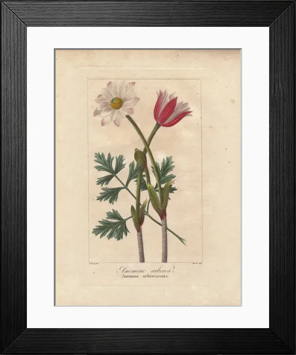 Framed Print : Cape anemone, Anemone tenuifolia, native to South Africa Framed Print : Cape anemone, Anemone tenuifolia, native to South Africa