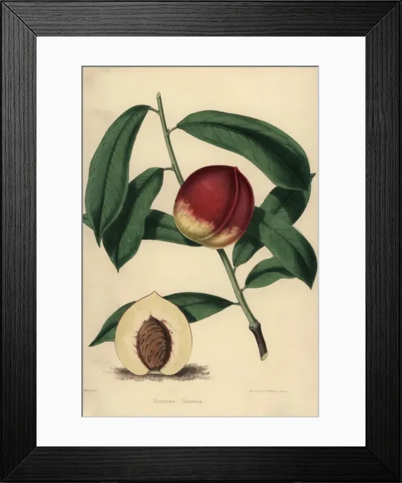 Framed Print : Nectarine cultivar Stanwick, Prunus persica Framed Print : Nectarine cultivar Stanwick, Prunus persica