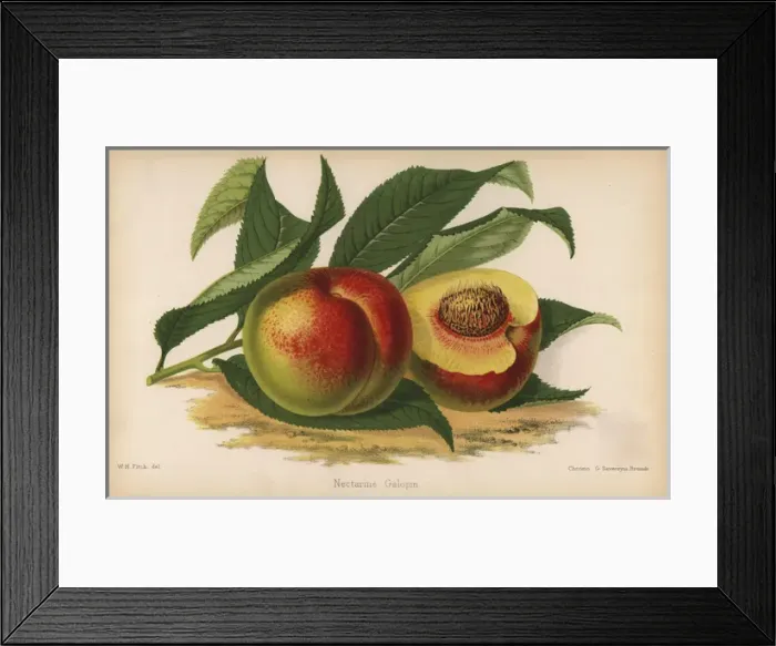 Framed Print : Galopin nectarine, Prunus persica cultivar Framed Print : Galopin nectarine, Prunus persica cultivar