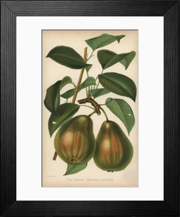 Framed Print : Pear cultivar, Beurre d Amarilis panachee, Pyrus communis Framed Print : Pear cultivar, Beurre d Amarilis panachee, Pyrus communis