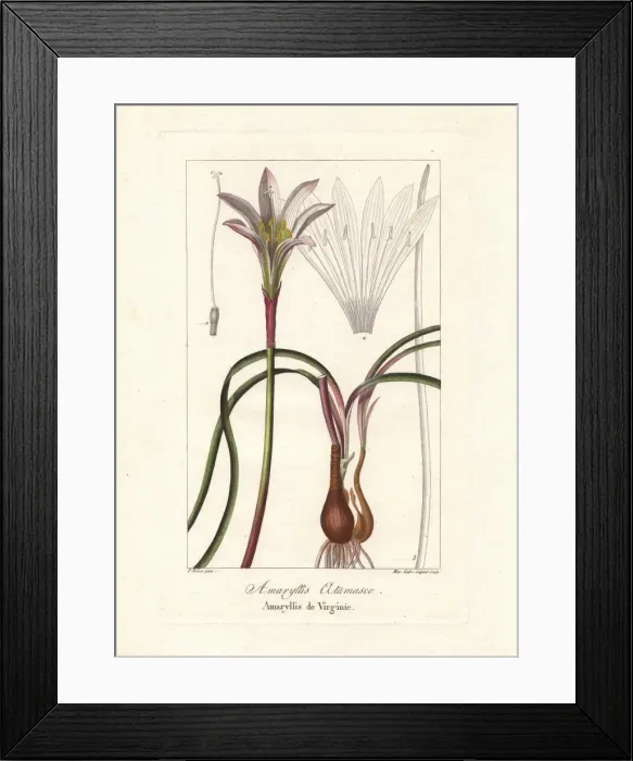Framed Print : Atamasco lily, Zephryanthes atamasco Framed Print : Atamasco lily, Zephryanthes atamasco