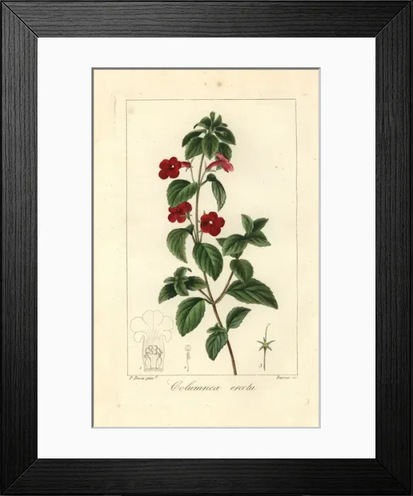 Framed Print : Cupids bower, Achimenes erecta Framed Print : Cupids bower, Achimenes erecta