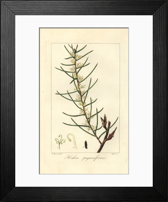 Framed Print : Dagger hakea, Hakea teretifolia Framed Print : Dagger hakea, Hakea teretifolia