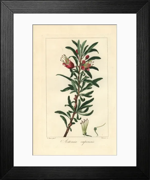 Framed Print : Klapperbos or Chinese lantern tree, Nymania capensis Framed Print : Klapperbos or Chinese lantern tree, Nymania capensis