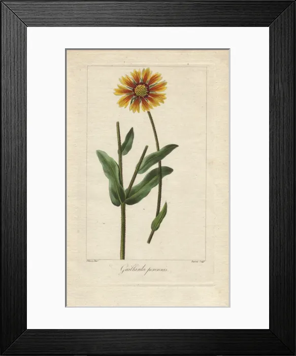 Framed Print : Blanket flower, Gaillardia aristata, native to America Framed Print : Blanket flower, Gaillardia aristata, native to America