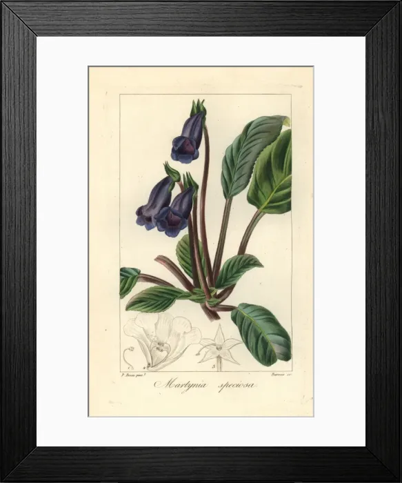 Framed Print : Cats claw, Martynia speciosa, native to Brazil Framed Print : Cats claw, Martynia speciosa, native to Brazil
