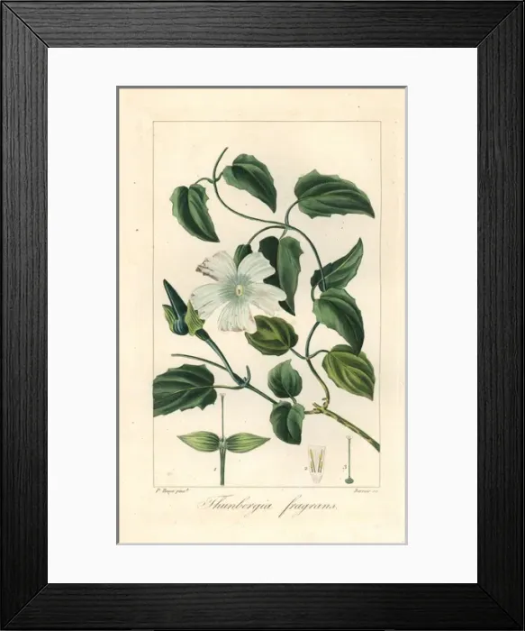 Framed Print : White lady, Thunbergia fragrans, native to Australia Framed Print : White lady, Thunbergia fragrans, native to Australia