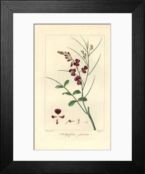 Framed Print : Indigofera juncea Framed Print : Indigofera juncea