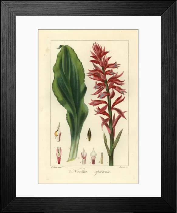 Framed Print : Latin American lady orchid, Stenorrhynchos speciosus Framed Print : Latin American lady orchid, Stenorrhynchos speciosus