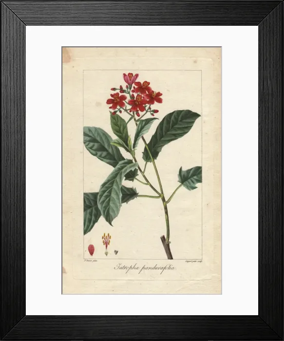 Framed Print : Fiddlehead jatropha, Jatropha pandurifolia Framed Print : Fiddlehead jatropha, Jatropha pandurifolia