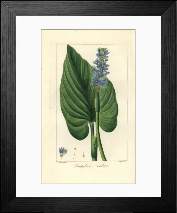 Framed Print : Pickerel weed, Pontederia cordata Framed Print : Pickerel weed, Pontederia cordata