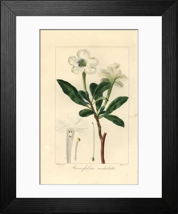 Framed Print : Lady of the night, Brunfelsia americana Framed Print : Lady of the night, Brunfelsia americana