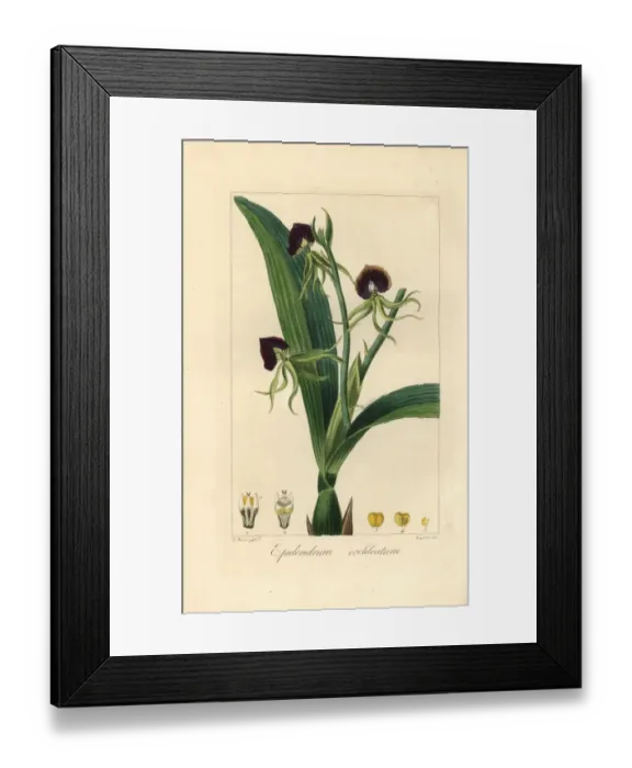 Framed Print : Clamshell orchid, Epidendrum cochleatum Framed Print : Clamshell orchid, Epidendrum cochleatum