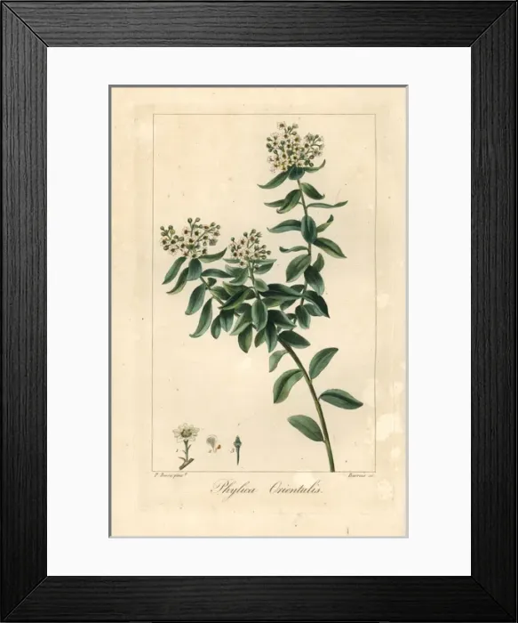 Framed Print : Phylica orientalis, native to South Africa Framed Print : Phylica orientalis, native to South Africa