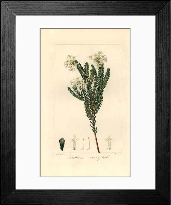 Framed Print : Lachnaea eriocephala, native of South Africa Framed Print : Lachnaea eriocephala, native of South Africa