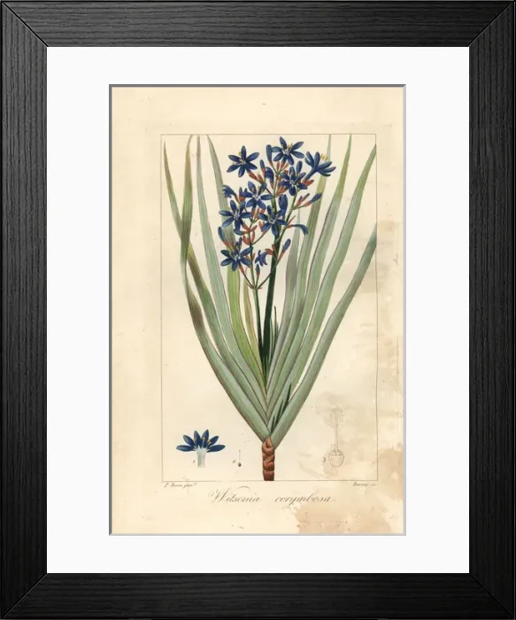 Framed Print : Nivenia corymbosa, native to South Africa Framed Print : Nivenia corymbosa, native to South Africa