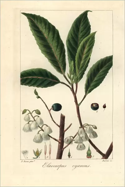 Blueberry ash, Elaeocarpus reticulatus, native to Australia