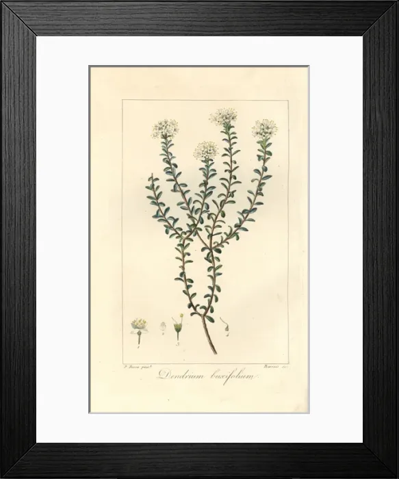 Framed Print : Dendrium buxifolium, native to America Framed Print : Dendrium buxifolium, native to America