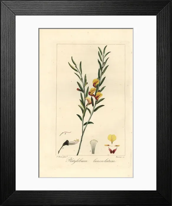Framed Print : Platylobium lanceolatum, native to Australia Framed Print : Platylobium lanceolatum, native to Australia