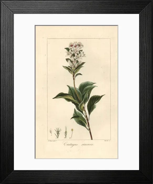 Framed Print : Chinese hawthorn, Crataegus sinensis, native to China Framed Print : Chinese hawthorn, Crataegus sinensis, native to China