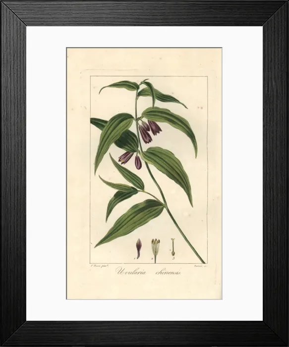 Framed Print : Chinese fairy bells, Disporum cantoniense, native to China Framed Print : Chinese fairy bells, Disporum cantoniense, native to China