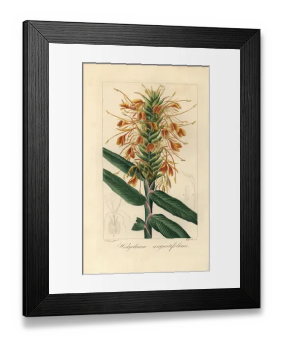 Framed Print : Narrowleaf ginger, Hedychium angustifolium Framed Print : Narrowleaf ginger, Hedychium angustifolium