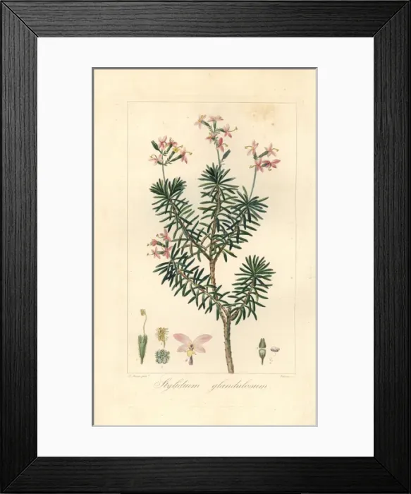 Framed Print : Bushy triggerplant, Stylidium glandulosum Framed Print : Bushy triggerplant, Stylidium glandulosum