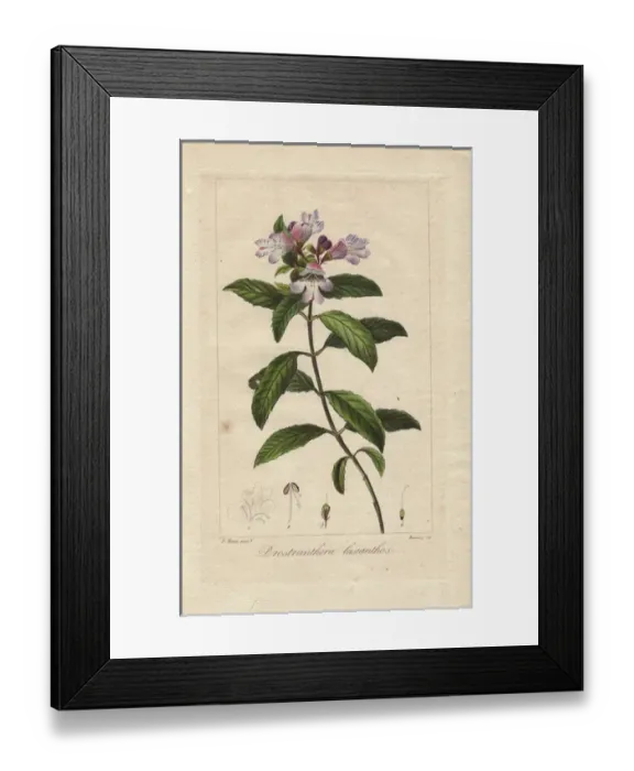 Framed Print : Victorian Christmas bush, Prostranthera lasianthos Framed Print : Victorian Christmas bush, Prostranthera lasianthos