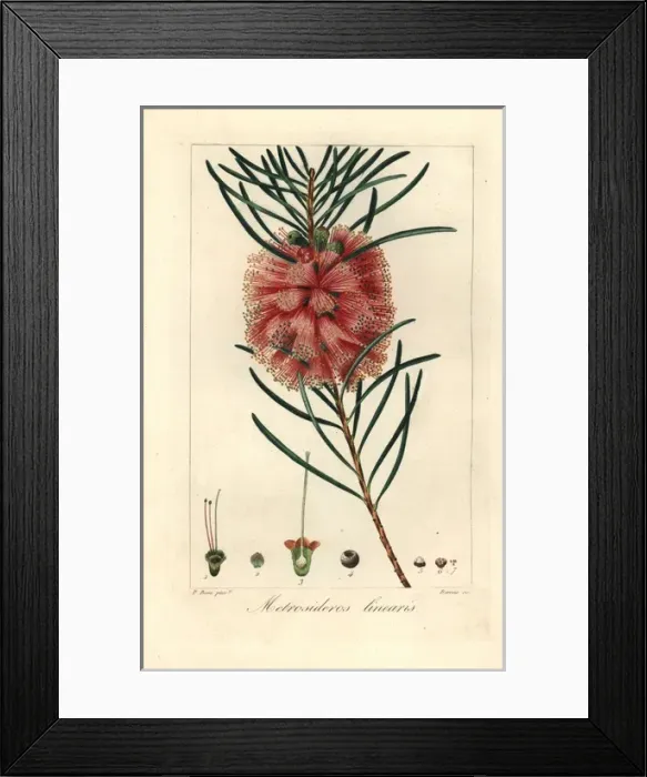 Framed Print : Narrowleaf bottle brush, Callistemon linearis Framed Print : Narrowleaf bottle brush, Callistemon linearis