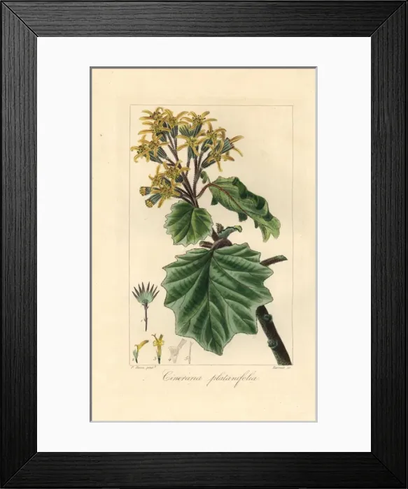 Framed Print : Velvet groundsel, Roldana petasitis Framed Print : Velvet groundsel, Roldana petasitis