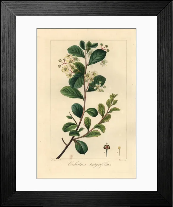 Framed Print : Splint spike-thorn, Gloveria integrifolia Framed Print : Splint spike-thorn, Gloveria integrifolia