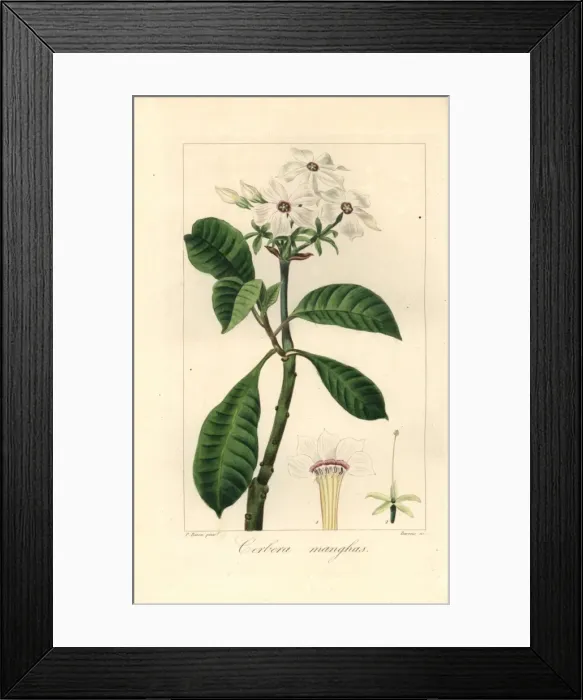 Framed Print : Sea mango, Cerbera manghas Framed Print : Sea mango, Cerbera manghas