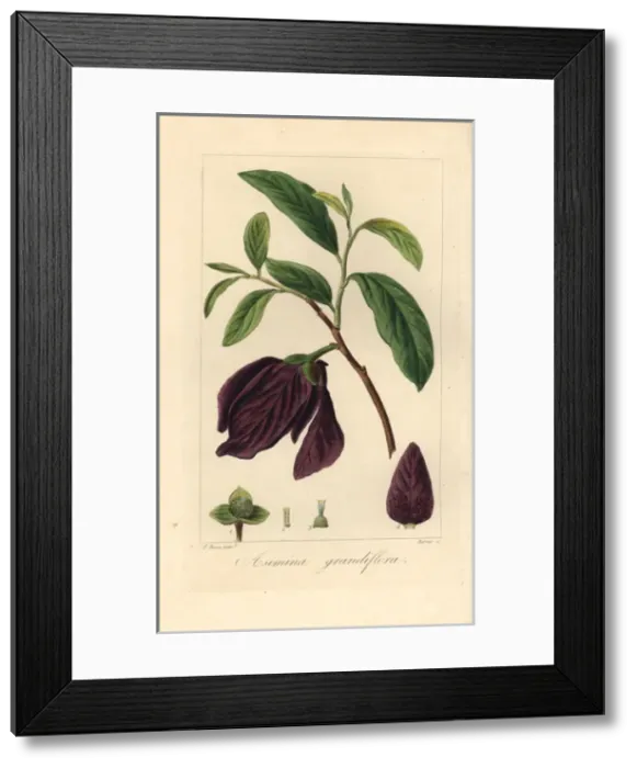 Framed Print : Bigflower pawpaw tree, Asimina obovata, native to America Framed Print : Bigflower pawpaw tree, Asimina obovata, native to America