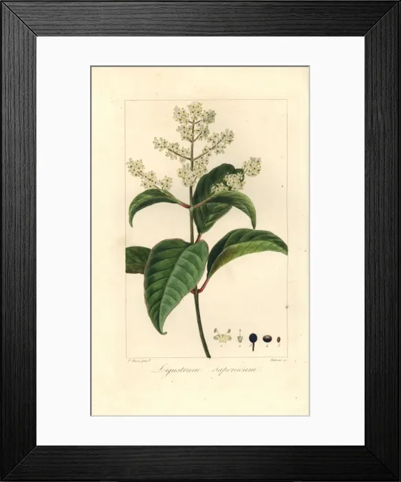 Framed Print : Japanese privet, Ligustrum japonicum Framed Print : Japanese privet, Ligustrum japonicum
