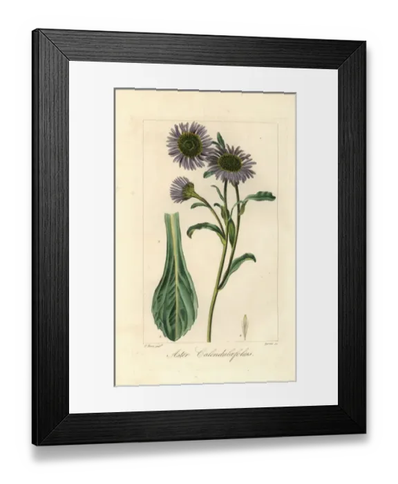 Framed Print : Michaelmas daisy, Aster calendulaefolius, native to Europe Framed Print : Michaelmas daisy, Aster calendulaefolius, native to Europe
