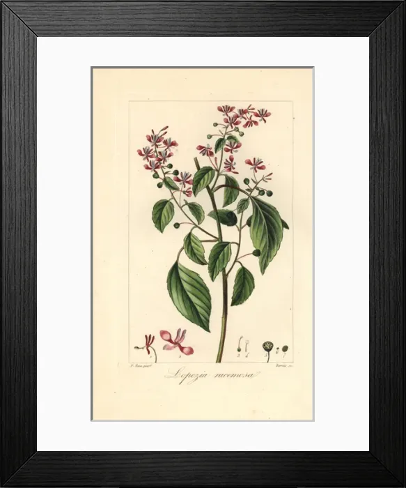 Framed Print : Mosquito flower or pink brush, Lopezia racemosa Framed Print : Mosquito flower or pink brush, Lopezia racemosa