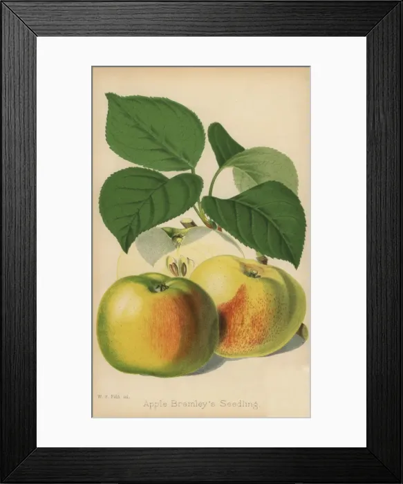Framed Print : Apple variety, Bramleys seedling, Malus domestica Framed Print : Apple variety, Bramleys seedling, Malus domestica