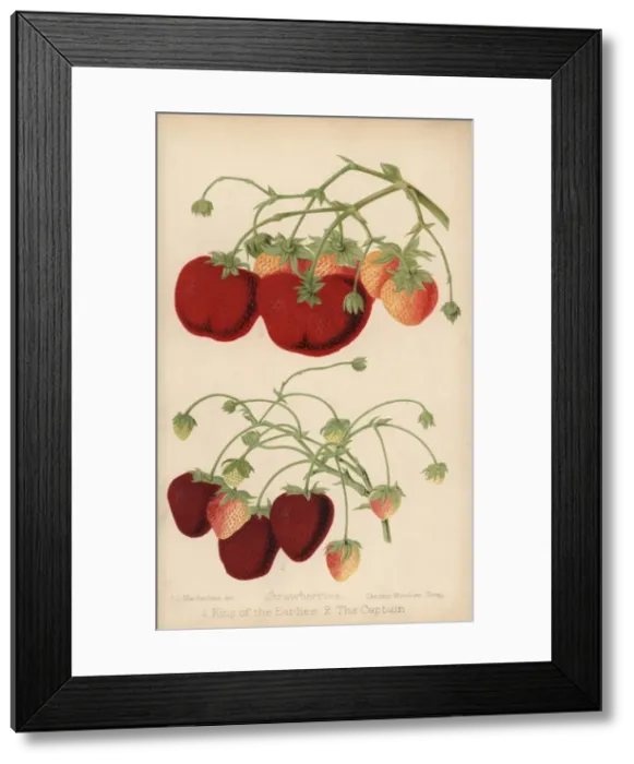Framed Print : Strawberry varieties: King of the Earlies Framed Print : Strawberry varieties: King of the Earlies