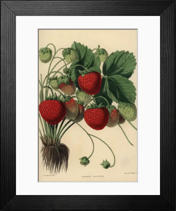 Framed Print : Prince Arthur Strawberry variety, Fragaria ananassa Framed Print : Prince Arthur Strawberry variety, Fragaria ananassa