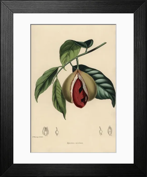 Framed Print : Nutmeg and mace, Myristica moschata Framed Print : Nutmeg and mace, Myristica moschata
