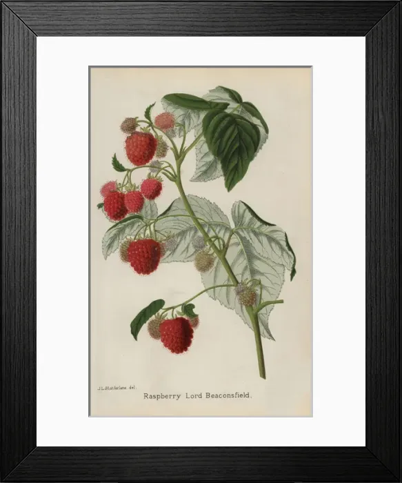 Framed Print : Raspberry variety, Lord Beaconsfield, Rubus idaeus Framed Print : Raspberry variety, Lord Beaconsfield, Rubus idaeus