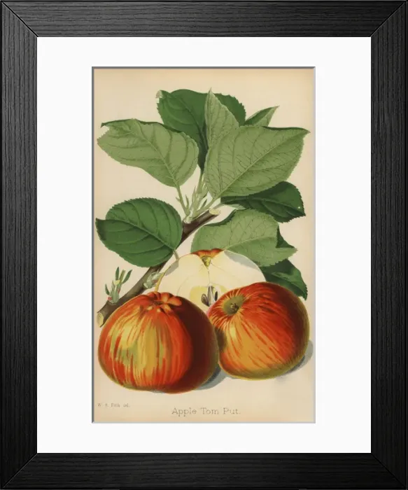 Framed Print : Apple variety, Tom Put, Malus domestica Framed Print : Apple variety, Tom Put, Malus domestica